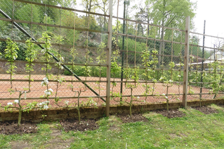 Arbres fruitiers cultivés en Espaliers - Les Pépinières d'Enghien