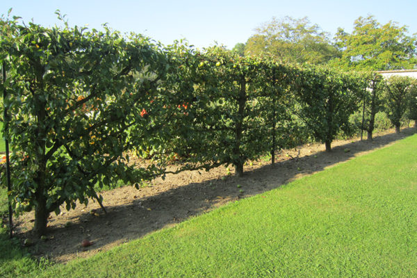 Arbres fruitiers cultivés en Espaliers - Les Pépinières d'Enghien