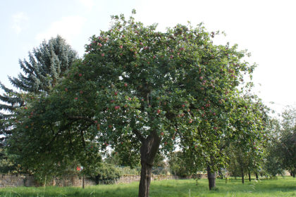 haute tige arbre fruitier
