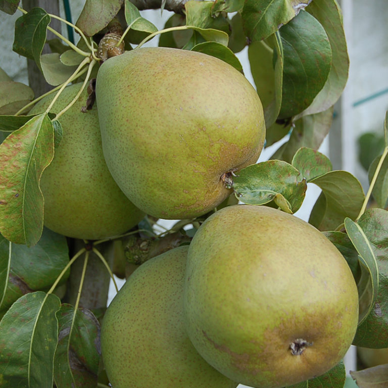 Beurré d'Anjou Les Pépinières d'Enghien